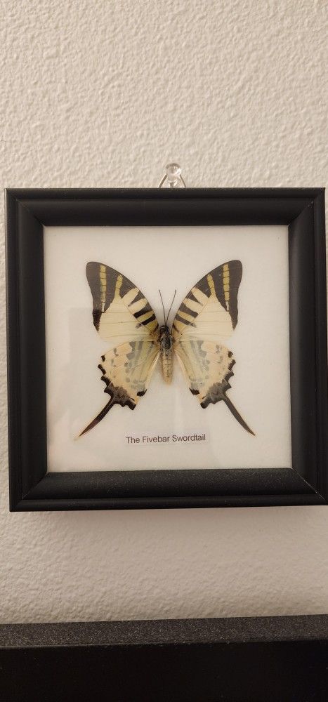 Taxidermy Butterflies