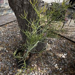 Three Pencil Cactus (Firestick)