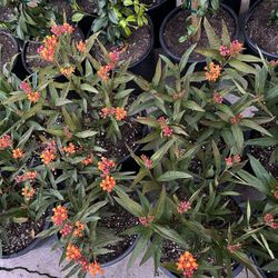 Milk Weed Butterfly Love It15$ Each