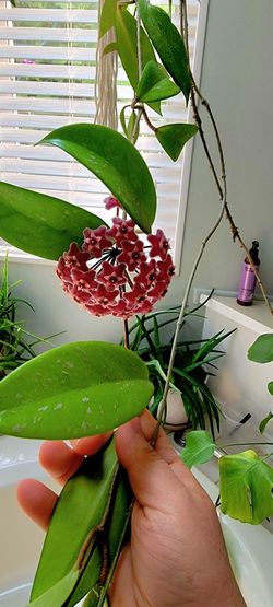 Blooming Hoya plants