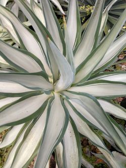 Agave- "Silver Star"