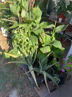 So many plants available for sale garden