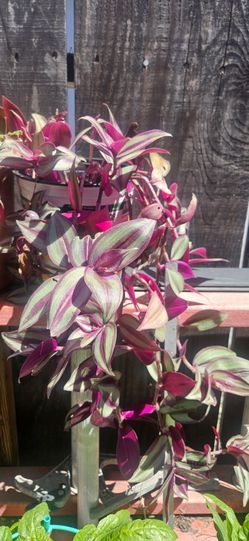 Beautiful Plants $5 each
