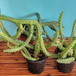 Red Dragon Huernia Plant