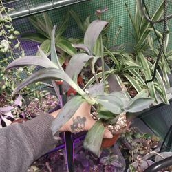 Tradescantia Marley(lower color)