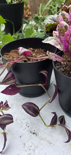 Wondering jew plant i have two