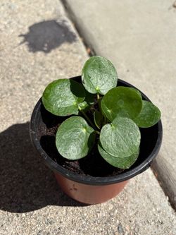 Chinese money plant / pilea peperomioides