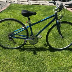 Giant Cypress st Size  29