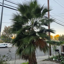 Young Palm Tree For Sale