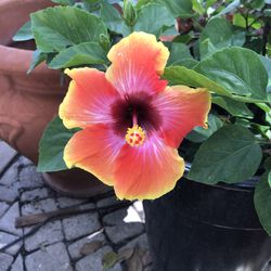 Sunset Hibiscus Plant