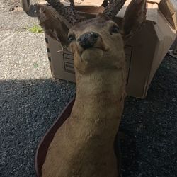 Mule Deer Head Mount