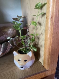 Small Dog Pot