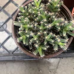 succulent 6