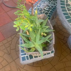 Outdoor Plant