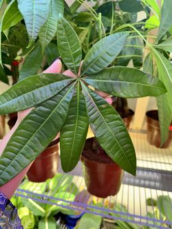 Braided 7 Leaves Money Trees, Rare And Lucky Plants for Sale in Garden  Grove, CA - OfferUp