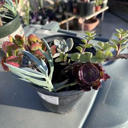 Succulents