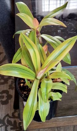 Live Healthy Beautiful Tradescania Spathacea Sitara Glod indoor Houseplants with 4 inch nursery pots $6
