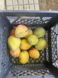 Mangoes 🥭 $1 each