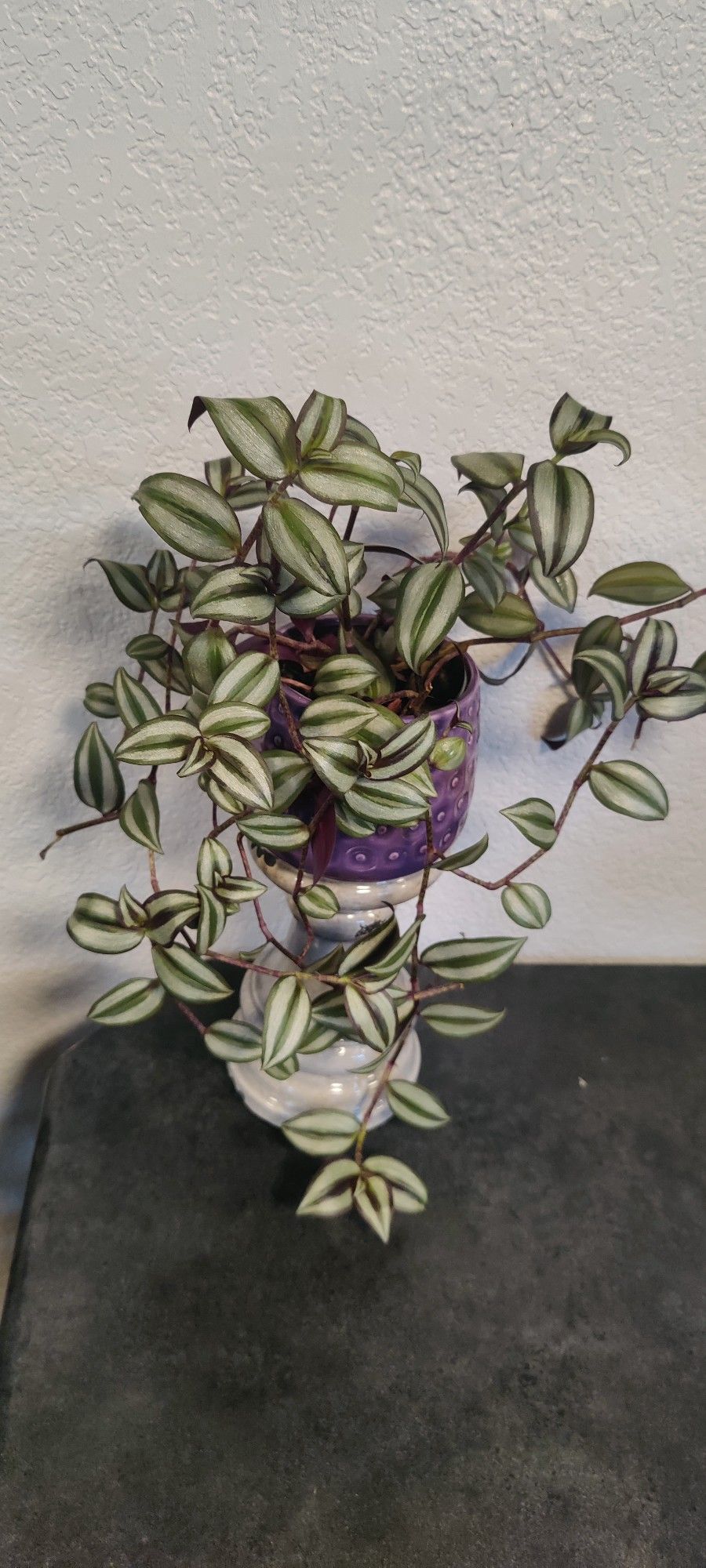 Gorgeous Tradescantia Plant In A Pretty Ceramic Pot