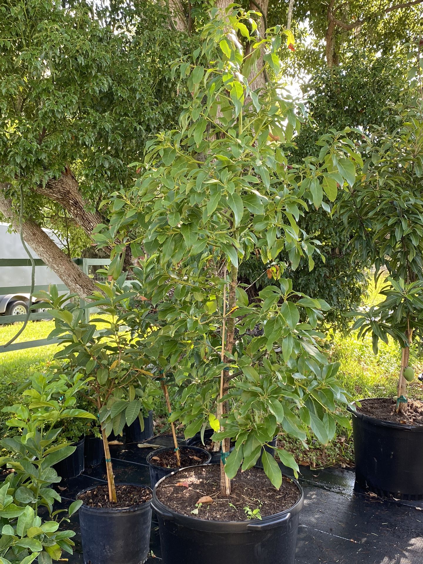 25g Lula Avocado