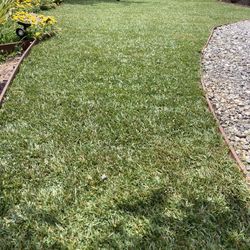 Sod Fescue 