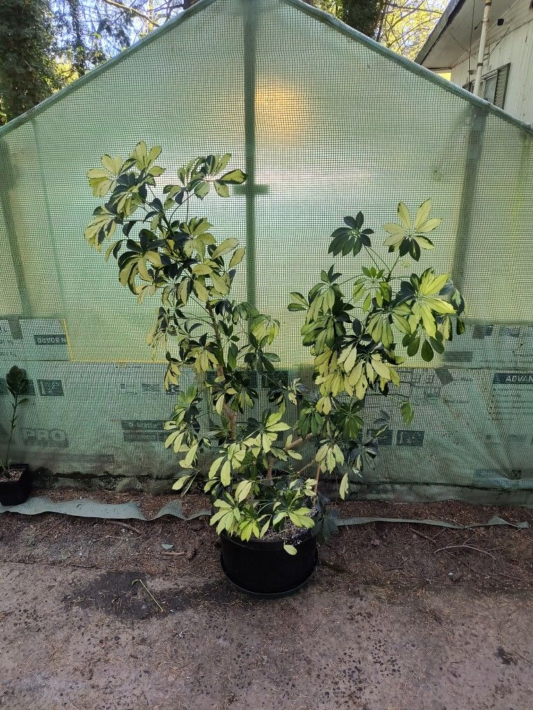 Xl House Plant Variegated Umbrella Tree