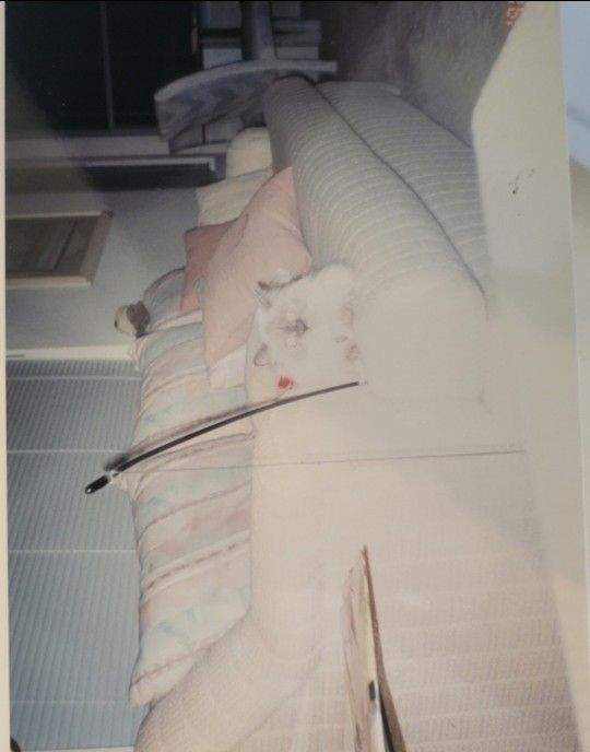 Free Couch