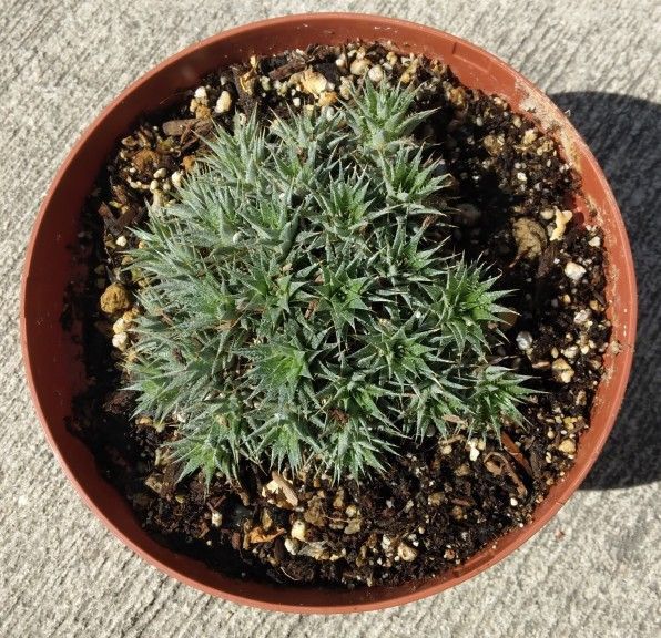 Deuterocohnia brevifolia Plant