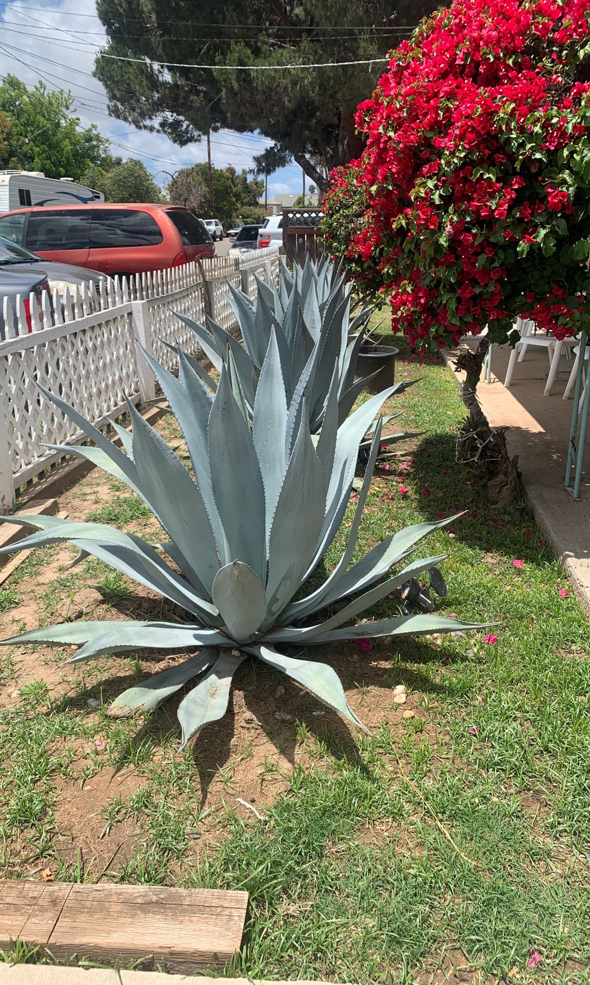Agaves and succulents