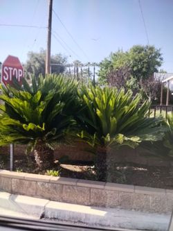 Saga palms