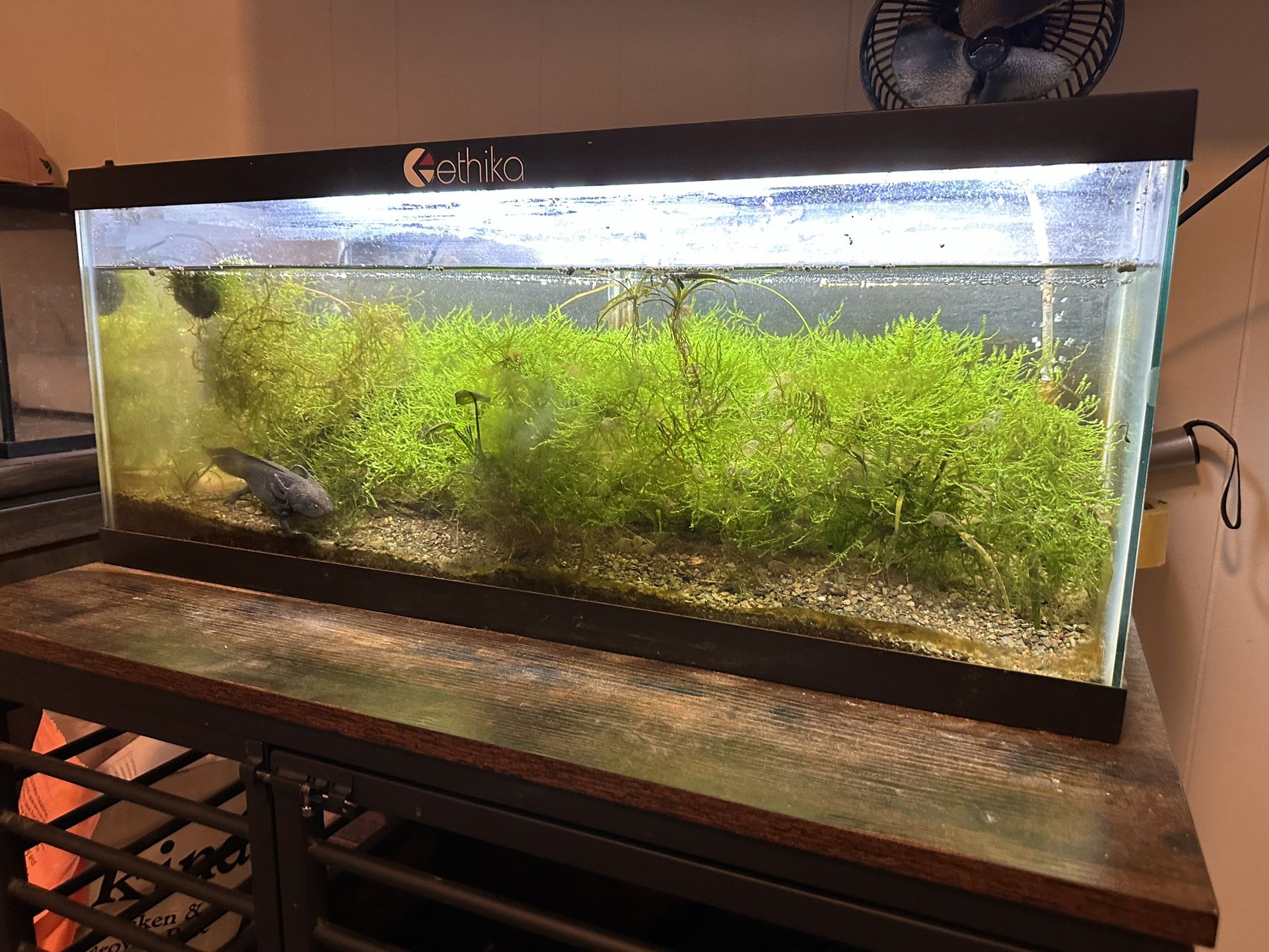 2 Axolotl With Planted 20 Gallon Long Tank