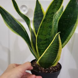 🌿Healthy Live Air Purifying Houseplant Mother In Law Tongue Or Snake Plant In Pot 4" ~ $10/Ea 