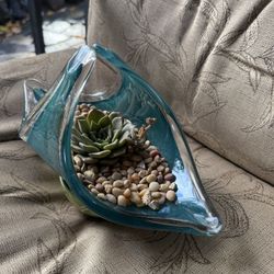 Succulent Plant 