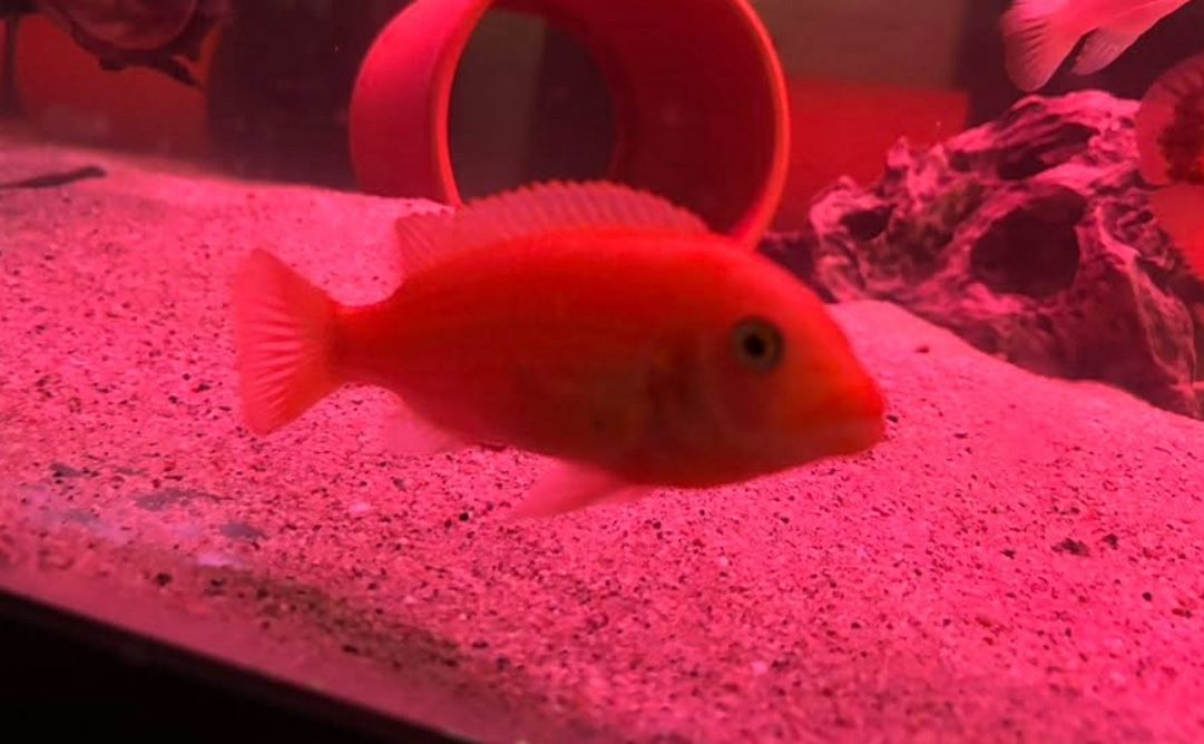 Aquarium accessories