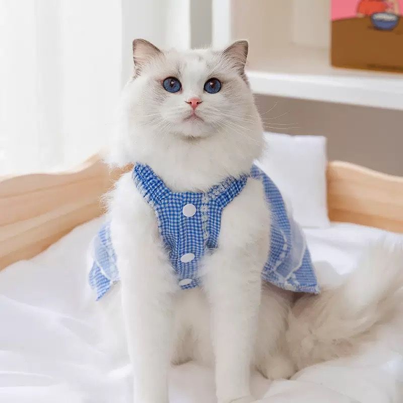 Cat / dog dress 4-6kg
