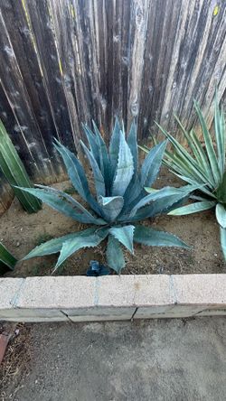 Agave Americana plant