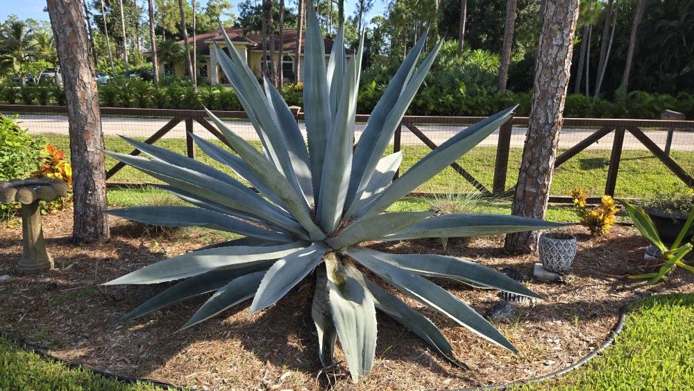 Healthy Blue Agave Plants - 6"-24" Tall