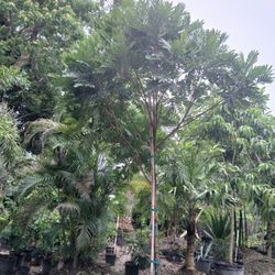 Japanese Fern Trees Sale‼️$475🌳