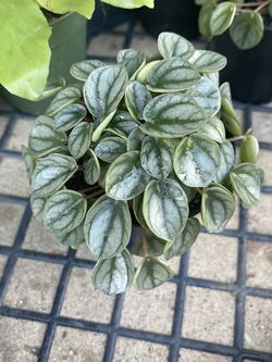 Peperomia Frost 4”