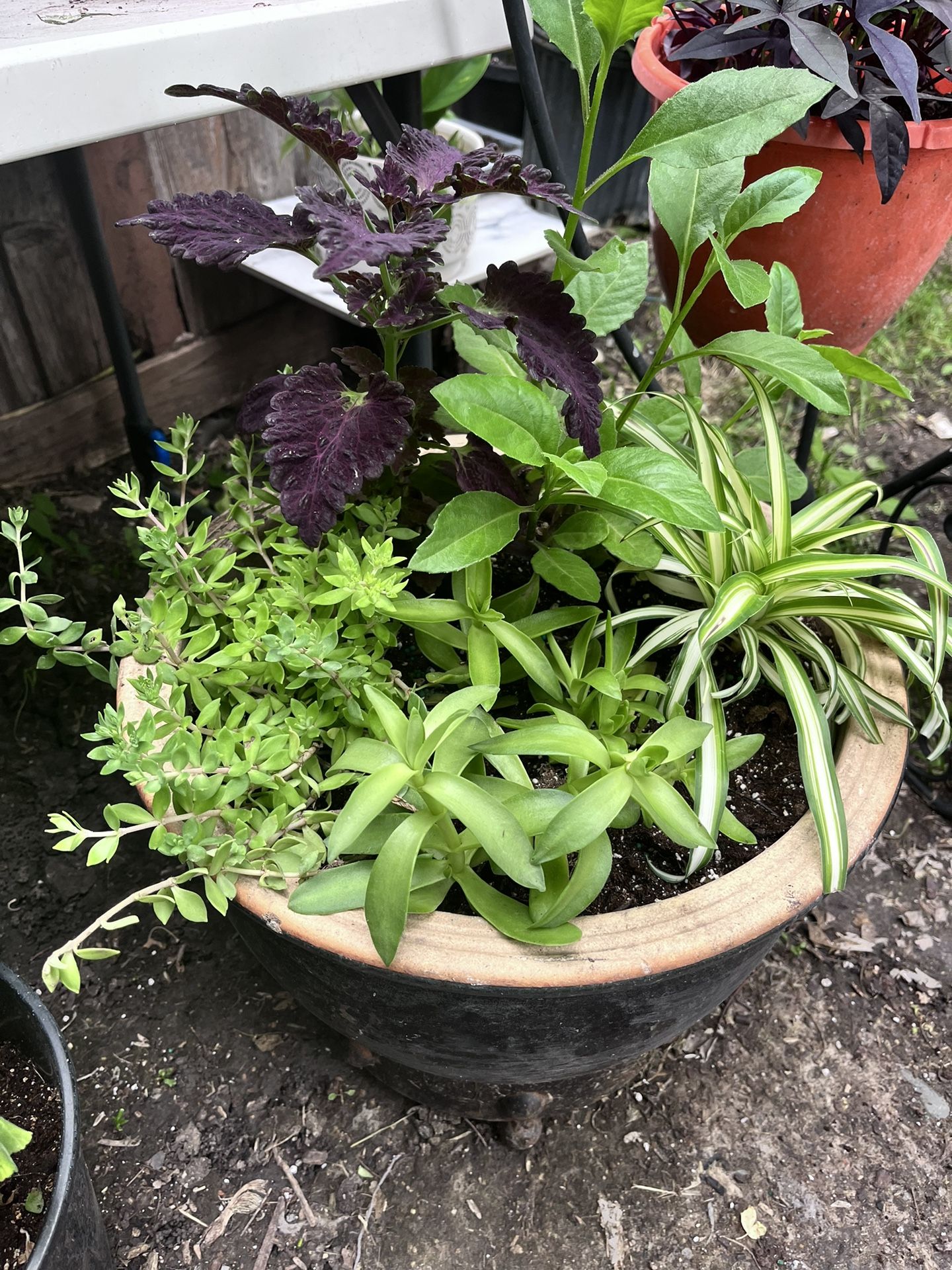 Huge Plant Assortment Pair 