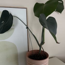 Monstera Plant in Striped Pot