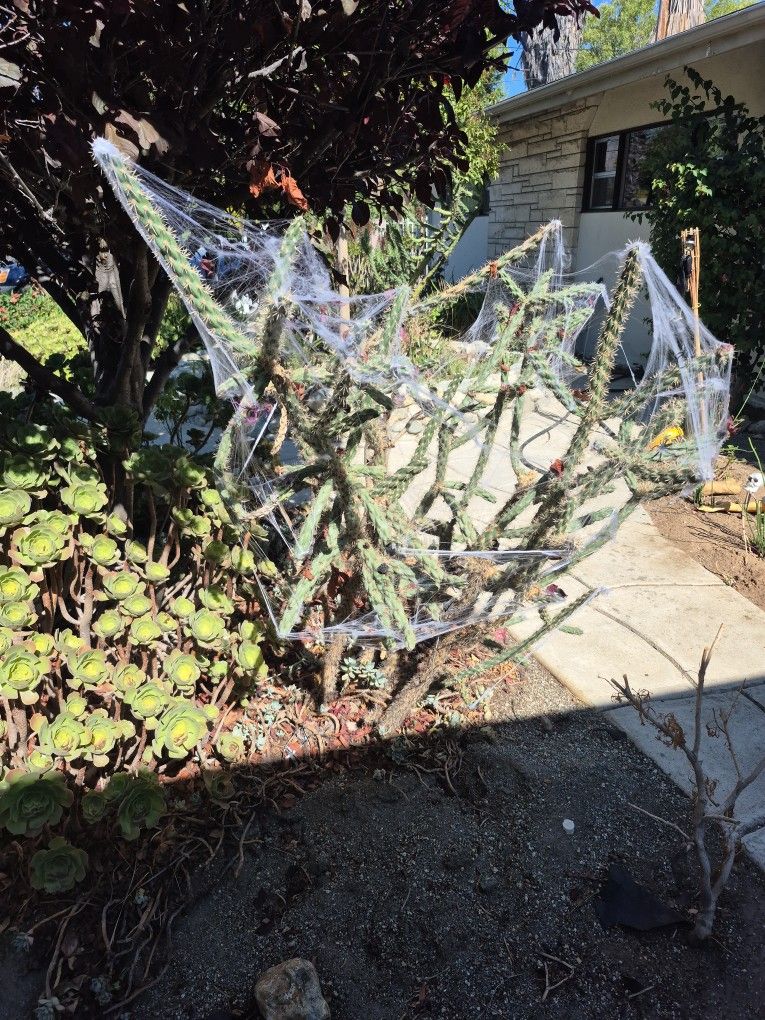 Cactus and Succulents Free 