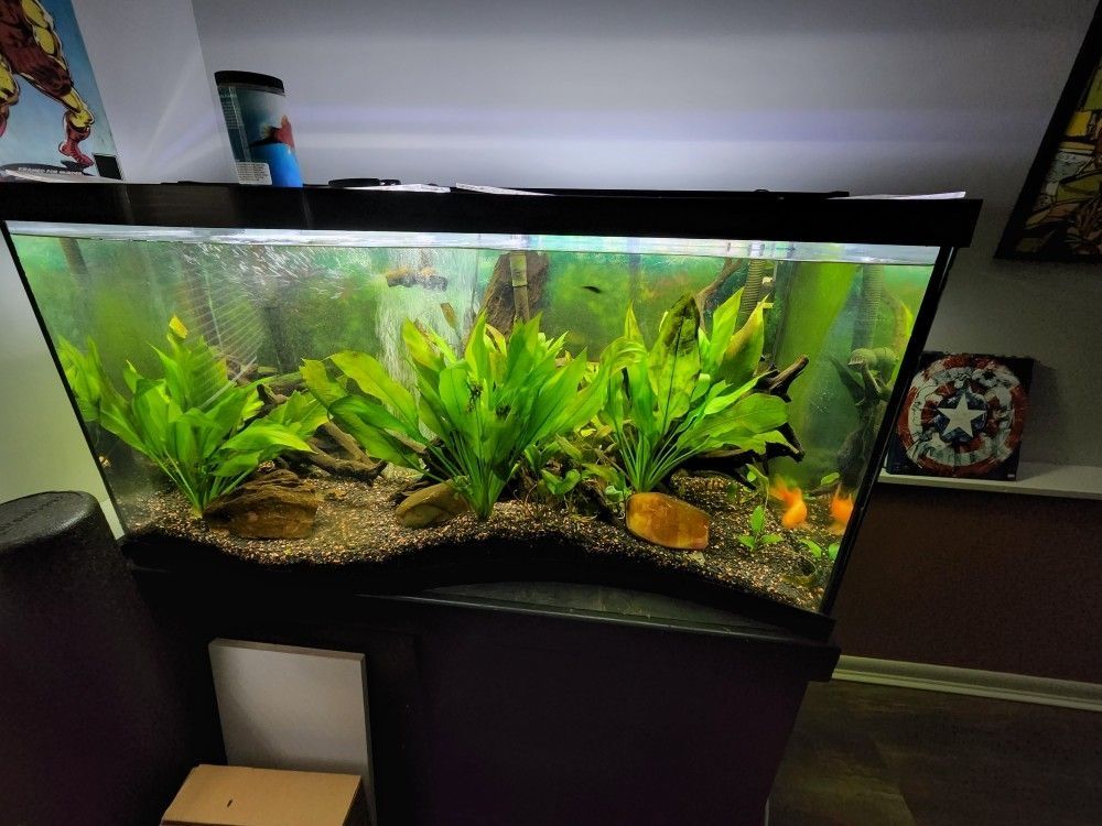 90 Gal Wave Front Fish Tank And Stand