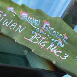 Dragon fruit amazing Starter Branches 120 Varieties 