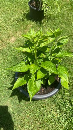 Tabasco