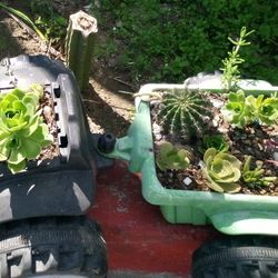 Succulents And Cactus Variety 