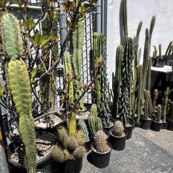 Cactus and Succulents for Sale 