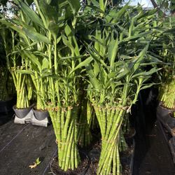 For Sale Lucky Bamboo Plant/ Planta De Bamboo De La Suerte