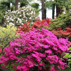 ‘Autumn Amethyst’ Azalea Bushes —