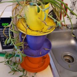 Plants